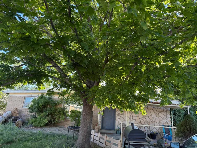 Mature tree offering ample shade