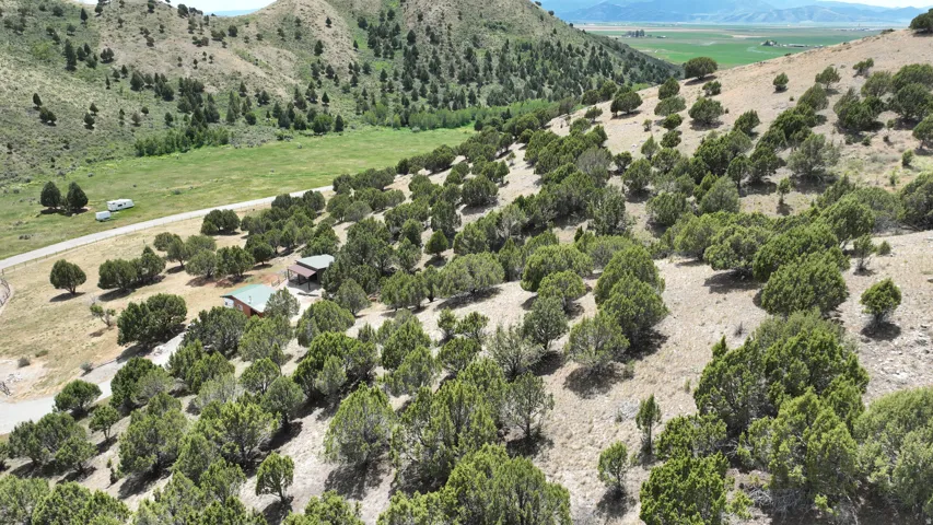 Expansive sloped acreage with numerous evergreen trees