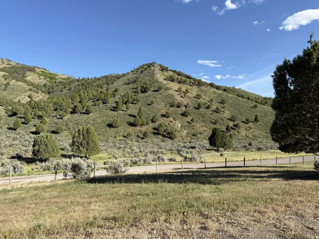 Rolling hillside featuring abundant evergreen trees and natural vegetation