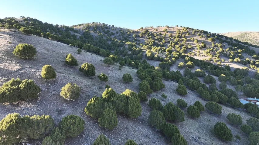 Expansive natural landscape featuring rolling hills and abundant evergreen foliage