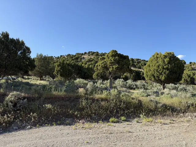 Expansive hillside property featuring diverse evergreen trees and natural vegetation