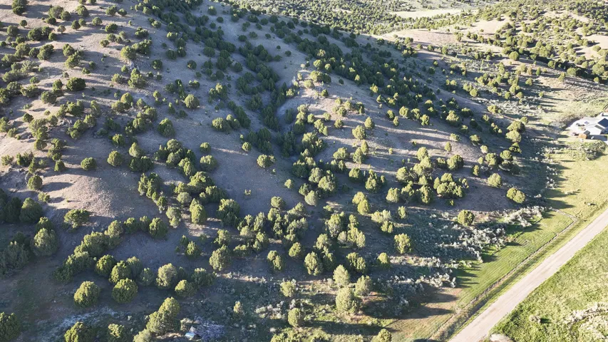 Vast sloped terrain featuring abundant evergreen trees