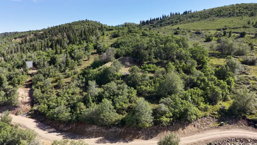 Expansive hillside property featuring diverse tree cover, a winding dirt road, and varying terrain
