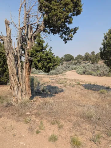 Expansive natural landscape featuring a prominent mature tree with rugged bark and verdant foliage