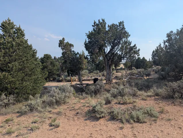 Expansive natural landscape featuring mature evergreen trees and indigenous desert flora