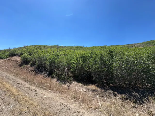 Expansive hillside lot featuring dense green foliage and a clear blue sky