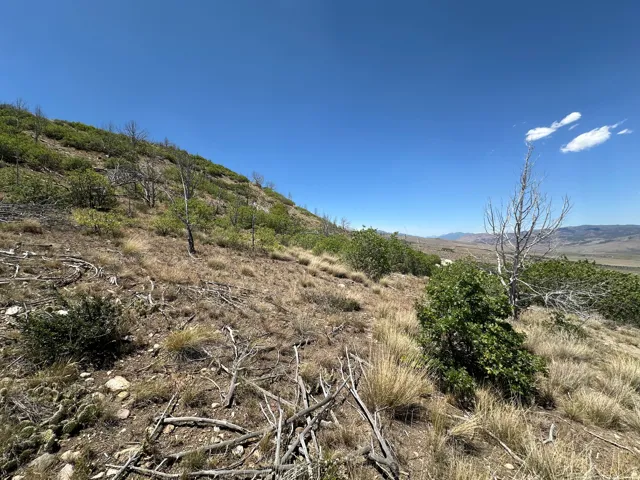 Expansive sloped terrain featuring natural dry grasses and scattered green foliage