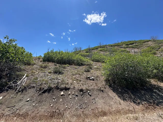 Sloping hillside terrain featuring varied natural vegetation and a clear blue sky
