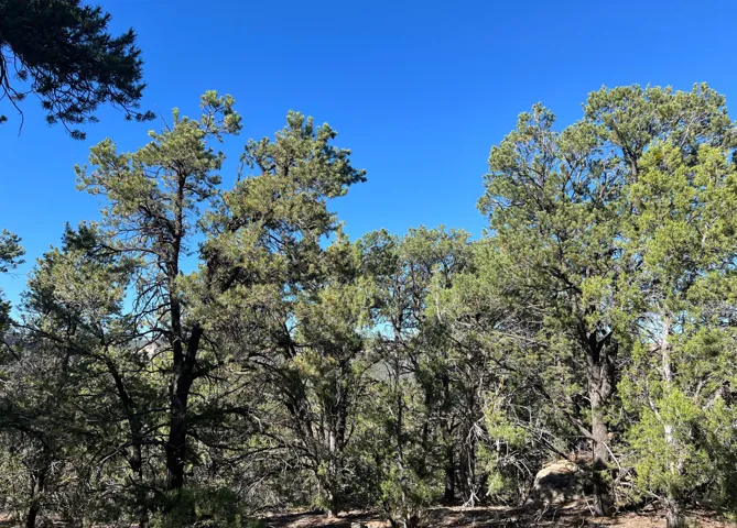 Mature trees with dense foliage