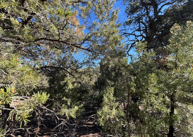 Natural desert landscape featuring mature evergreen trees and brush