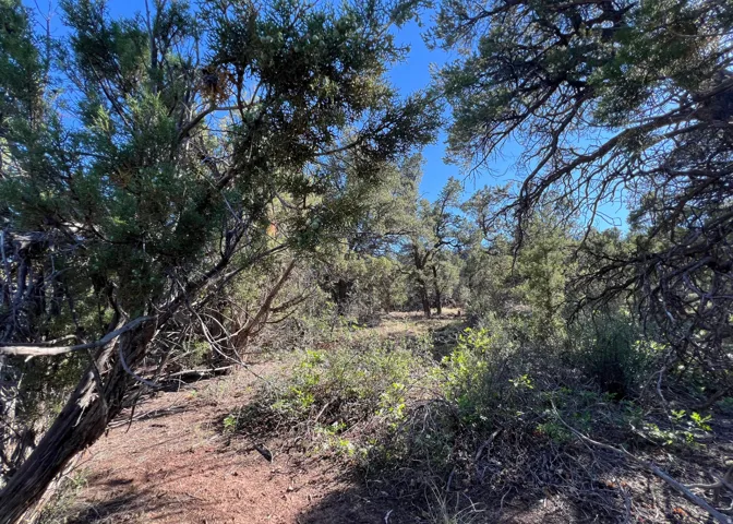 Expansive natural landscape featuring abundant mature trees and native foliage