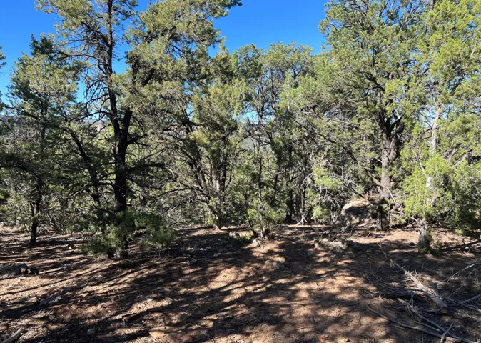 Wooded terrain featuring mature evergreen trees and natural ground cover