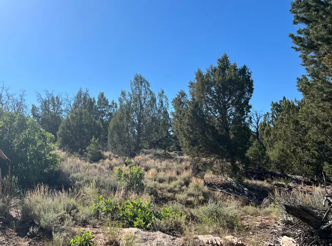 Natural landscape featuring varied evergreen trees, native shrubs, and dry grasses under a clear sky