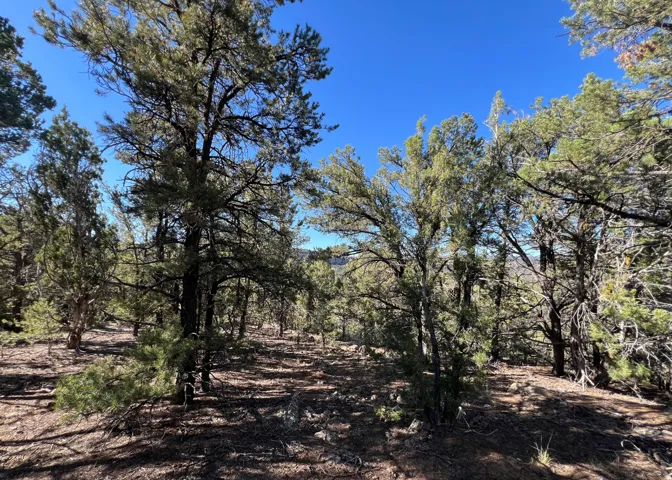 Mature pine and juniper trees populate the natural landscape