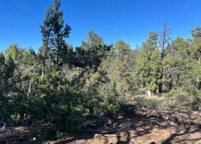Dense natural tree coverage under a clear blue sky