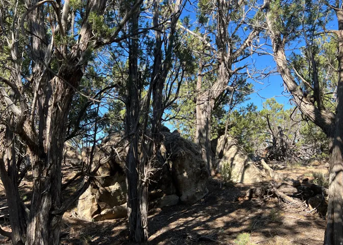Wooded terrain featuring mature trees and exposed rock formations under a clear sky