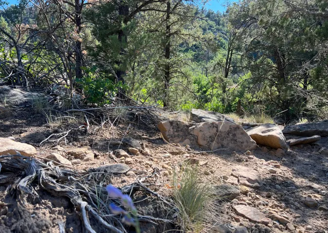 Natural terrain featuring varied rock formations, exposed tree roots, and indigenous ground cover