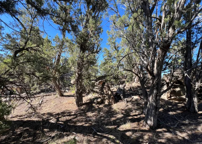 Wooded landscape featuring mature evergreen trees and rocky terrain