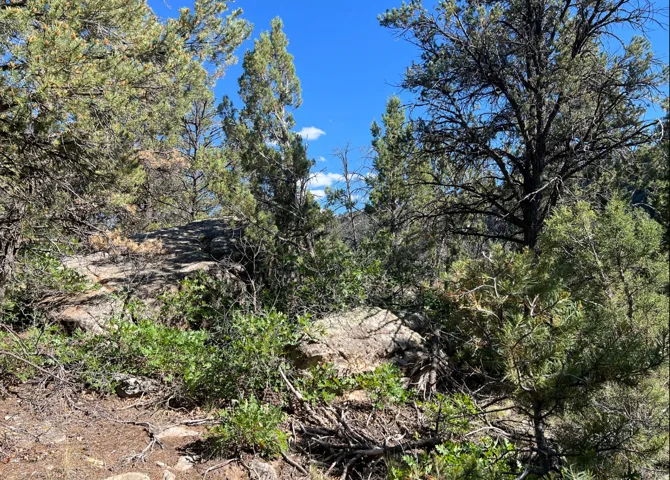 Natural landscape featuring mature evergreen trees and exposed rock formations under a clear blue sky