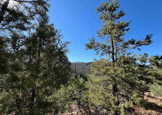 Expansive natural landscape featuring varied evergreen trees and distant mountains under a clear sky