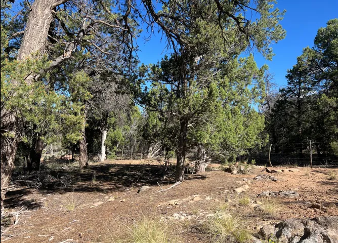 Wooded lot featuring mature trees and natural ground cover