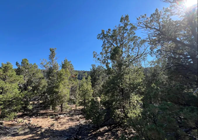 Wooded landscape featuring a diverse collection of mature evergreen trees and arid-climate foliage