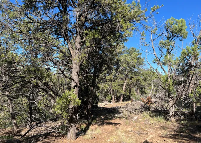 Wooded lot featuring mature trees and natural ground cover