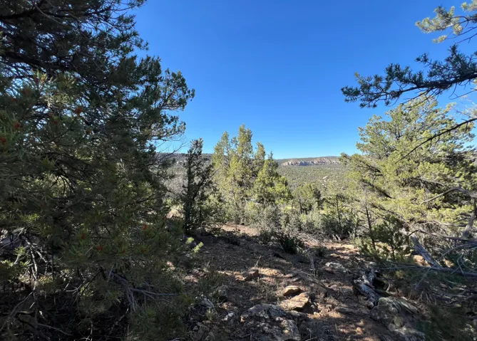 Expansive natural landscape with varied terrain and mature evergreen trees