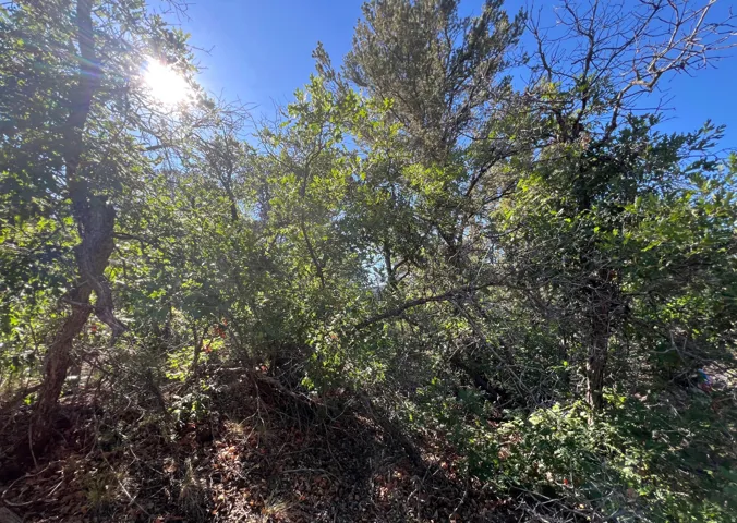 Wooded lot with mature trees and natural vegetation