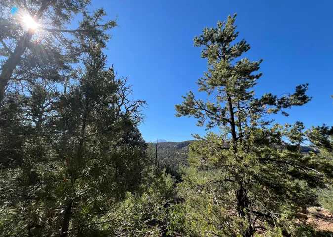 Expansive natural landscaping with mature evergreen trees and distant mountain ranges under a clear blue sky