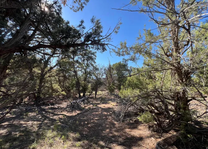 Wooded acreage featuring mature trees and natural ground cover