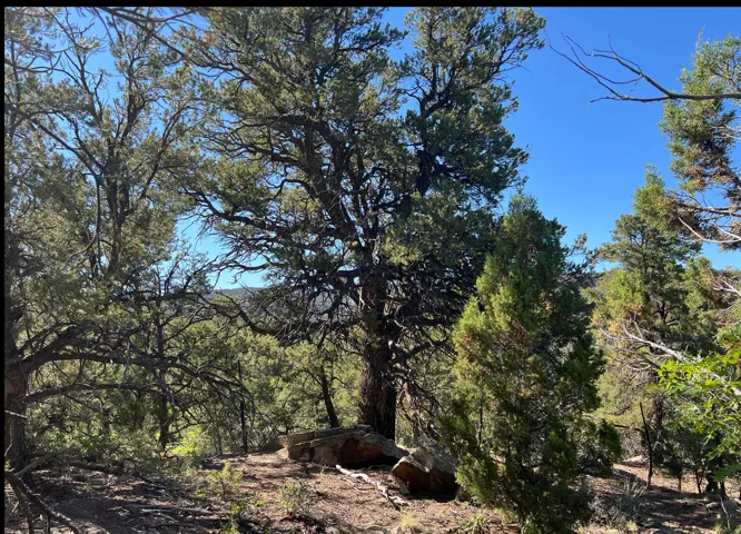 Natural landscape featuring varied evergreen trees under a clear sky