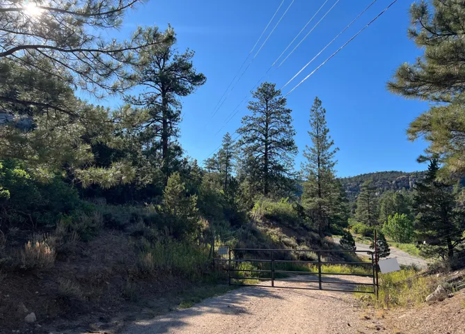 Gated gravel driveway surrounded by mature pine trees and natural foliage