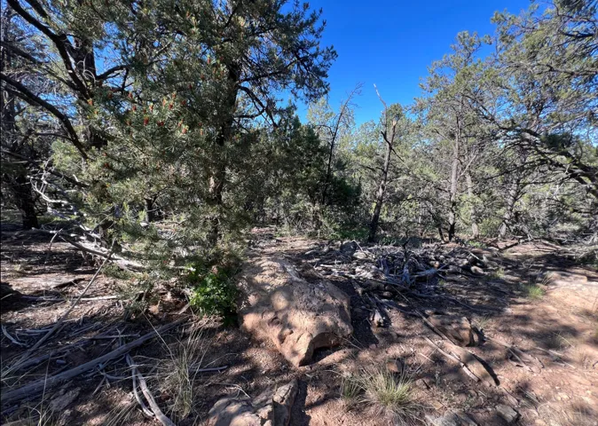 Naturally wooded lot featuring diverse evergreen trees, varied ground cover, and exposed rock formations