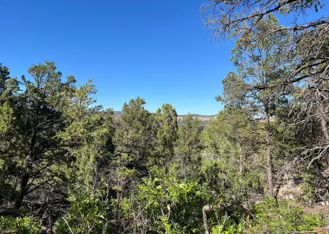 Expansive natural landscape featuring varied evergreen trees and brush, with a clear blue sky overhead and distant elevated terrain on the horizon