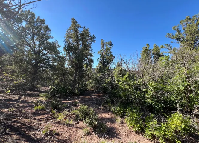 Natural landscape offering mature trees and varied foliage against a clear sky