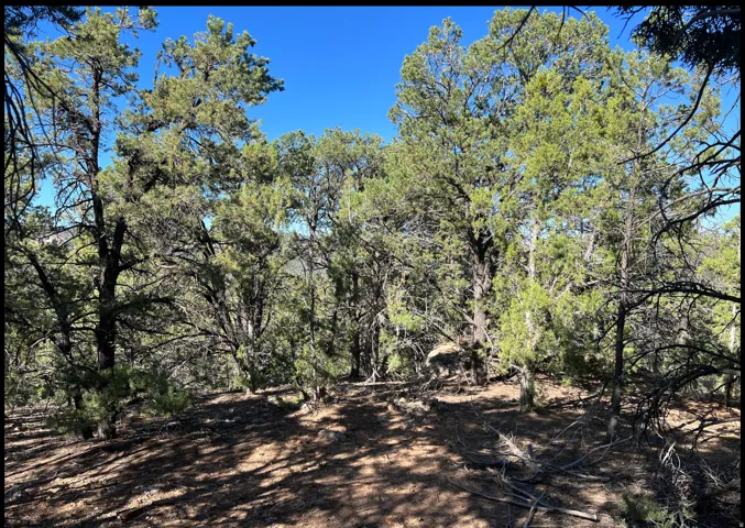 Naturally wooded terrain featuring mature evergreen trees