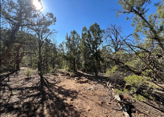 Wooded terrain featuring mature evergreen trees and a clear blue sky