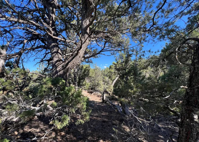 Heavily wooded terrain featuring mature trees and diverse brush cover