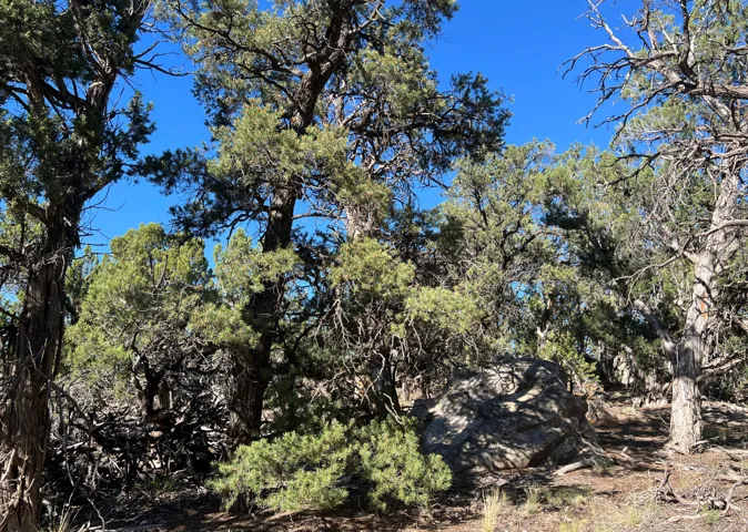 Mature trees featuring diverse foliage and natural rock formations