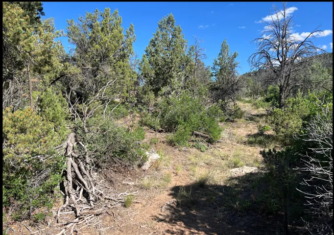 Natural landscape featuring a variety of mature and young trees, arid vegetation, and a clear blue sky
