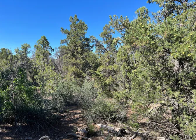 Natural landscape featuring diverse trees and shrubbery under a clear sky