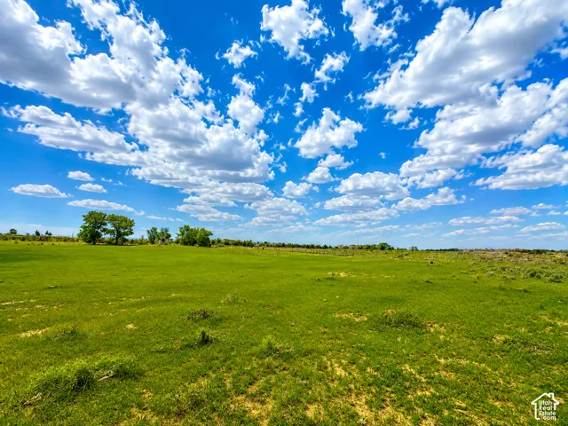 Expansive green pasture with scattered mature trees under a broad blue sky with white clouds