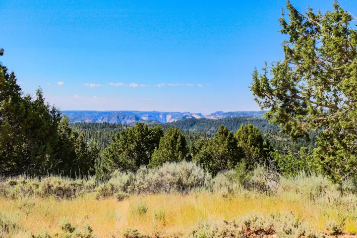 Expansive natural landscape featuring a diverse array of evergreen trees and native shrubs
