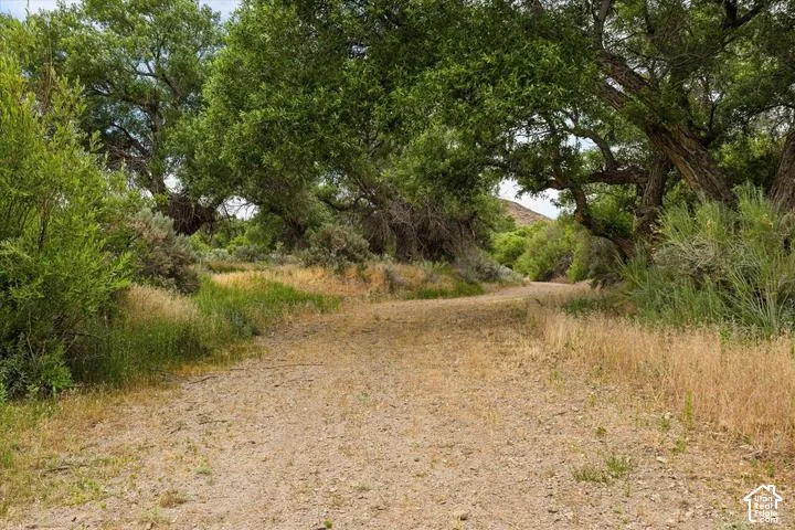 Natural path bordered by mature trees and varied foliage