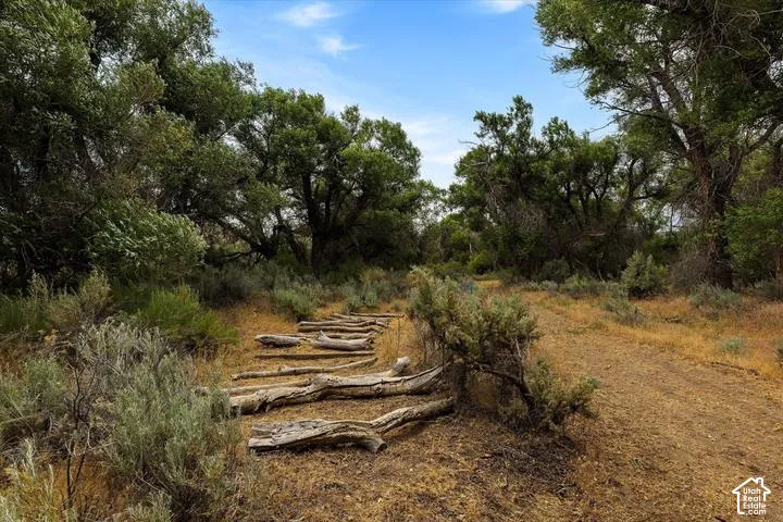 Wood-plank steps traversing a natural pathway