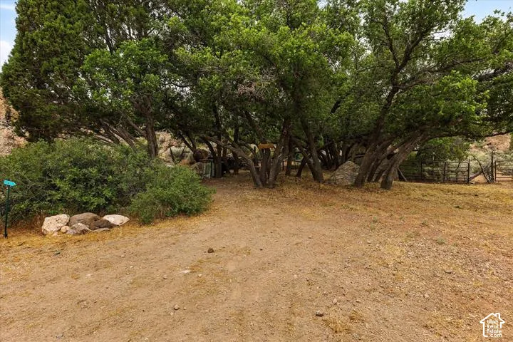 Natural landscape with established trees and expansive undeveloped ground