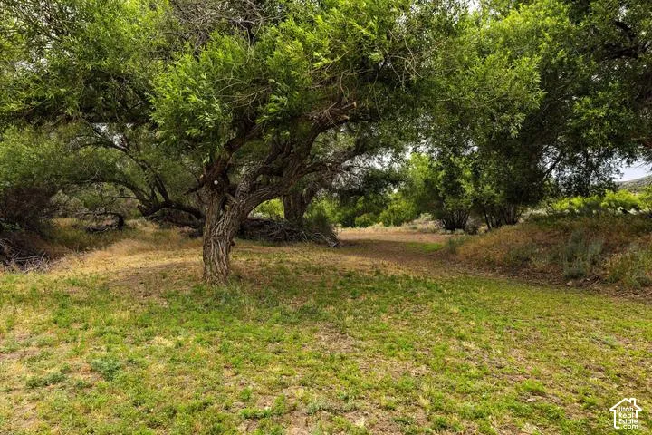 Expansive natural landscape featuring mature trees with textured bark and abundant green foliage