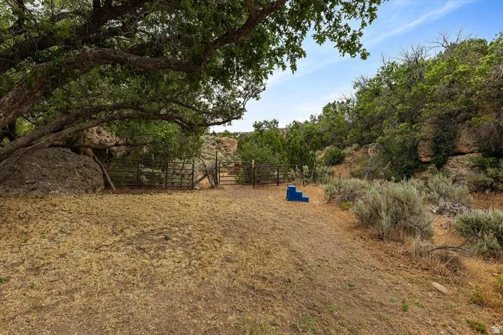 Natural landscape featuring mature trees and established ground cover