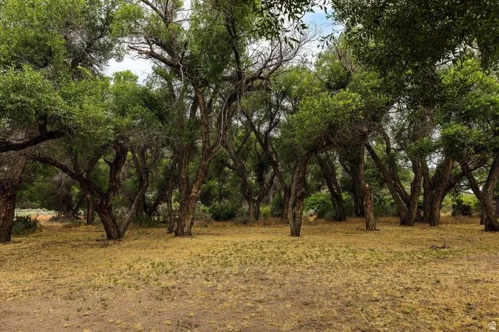 Wooded property featuring mature trees and natural ground cover